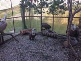 La poblacin de buitre leonado en la Regin alcanza las 184 parejas reproductoras despus de darse por extinguida en los años 70