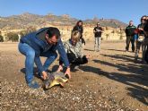 Liberada una tortuga boba que estuvo a punto de ahogarse al quedar enredada en una red de pesca en La Manga