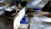 El SEPRONA de la Guardia Civil detiene o investiga a cerca de 600 personas por delitos contra el maltrato animal
