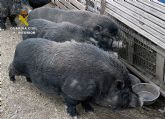 La Guardia Civil denuncia a una persona por la tenencia de diez cerdos vietnamitas sin la documentacin correspondiente