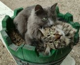 PetMediaGroup convierte Mundo Animalia en el mercado online de mascotas ms seguro de Espana