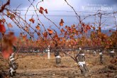 Marqu�s de Riscal prolonga la vida de sus vinedos gracias a un revolucionario sistema de rejuvenecimiento