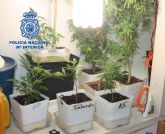 Desmantelada asociacin de amigos del cannabis creadores de un ticket para el traslado de sustancia estupefaciente