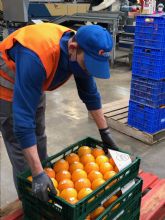 En tiempos del Coronavirus – COVID19, las empresas de IGP “Ctricos Valencianos” continan garantizando suministro y calidad a los consumidores