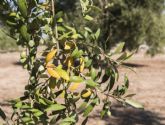 Técnicas de biocontrol y Big data para combatir las plagas del olivo