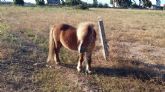 Policia Local de Cartagena rescato este domingo a un poni abandonado en La Palma