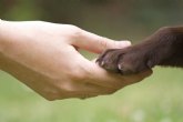 Proponen la creación de una Mesa de Bienestar Animal en Totana para coordinar acciones de protección y defensa de las mascotas