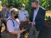 Agricultura dona a Critas cerezas de la finca experimental Las Nogueras de Caravaca de la Cruz