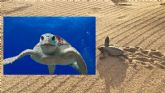 Suelta de tortugas bobas en Moj�car