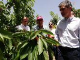 La cereza sobrepasa las 3.000 toneladas de produccin en el Altiplano y Noroeste en la campaña de fruta de este año