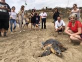 Liberada una tortuga boba que fue hallada hace dos semanas enredada en plstico y basura marina en Mazarrn