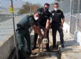 La Guardia Civil investiga a un vecino de guilas por maltratar a su perro