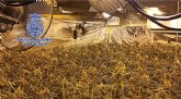 La Polica Nacional desmantela cuatro plantaciones indoor de marihuana con 1.700 plantas y 10.000 esquejes
