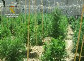 La Guardia Civil desmantela una plantacin de marihuana en Librilla