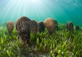 Mitma prohbe el fondeo de buques en cuatro zonas del Mar Menor para la proteccin de la nacra comn