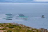 Acuicultura: El 50% del pescado que consumimos procede de ella
