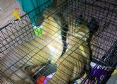 La Guardia Civil investiga a dos vecinos de Mula por abandono animal