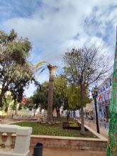 IU Verdes-Podemos exige explicaciones por el deterioro de una palmera y cuestiona la gestión de la plaga del picudo rojo