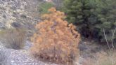 Ciudadanos propone un Plan para frenar y evitar la muerte de miles de pinos en los montes de Lorca