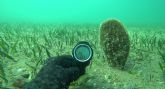 Localizada una colonia de nacras con m�s de 70 ejemplares en el Mar Menor