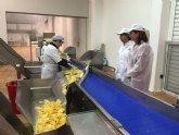 Comienza la recoleccin de patata extratemprana en la Regin, con una previsin de 40.000 toneladas