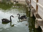 Terra Natura Murcia celebra al Da Mundial de las Aves Migratorias