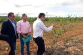 El cultivo de variedades de pistacho da buenos resultados en el Centro de Demostración Agraria 'Las Nogueras' de Caravaca