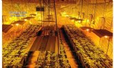 La Guardia Civil y Polica Local desmantelan un invernadero indoor, con cerca de un millar de plantas de marihuana en Totana