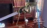 Aparece una serpiente dentro de una vivienda de Totana