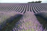 El cultivo de la lavanda en Espana, abocado a su posible desaparici�n