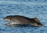 Delfines mulares e interacciones con pesca artesanal: Aleta cortada 9 sigue vivo