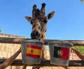 Fali, la jirafa de Terra Natura Murcia, predice los resultados de los partidos de Espa�a en el Mundial