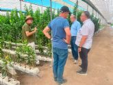 Agricultura supervisa en �guilas la toma de muestras en viveros de c�tricos para garantizar la sanidad frente a la clorosis nervial amarilla