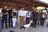 Terra Natura Murcia colabora en la liberación de una cigüeña blanca de 3 meses