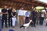 Terra Natura Murcia colabora en la liberacin de una cigena blanca de 3 meses