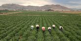Ctricos, alcachofa, almendro y brcoli lideran la superficie de cultivo en la Vega Baja del Segura