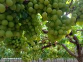 La Regi�n de Murcia lidera la producci�n de uva de mesa sin semilla con el 90 por ciento del cultivo nacional