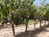 La Comunidad participa en un proyecto nacional para la obtenci�n de la �huella dactilar� del vino