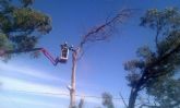 Infraestructuras tala y retira mas de una treintena de pinos y eucaliptos secos con peligro de caida en la antigua carretera de Murcia