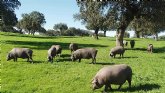 La Fundación Savia lleva al Parlamento Europeo la necesidad de separar legislativamente la ganadería industrial de la ganadería extensiva