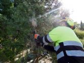 Guerra a la procesionaria en ms de 2.500 pinos de Murcia y pedanas