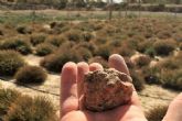 El Ayuntamiento ceder una parcela en Tallante para cultivo experimental de trufa del desierto