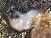 Los tendidos eléctricos masacran 13 ejemplares de buitre leonado en Lorca