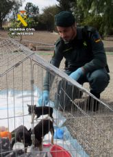 La Guardia Civil investiga a una persona en Lorca por mutilar a cuatro canes