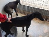 Policia Local y Bomberos rescatan a dos galgos del interior de un embalse en La Aljorra