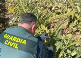 La Guardia Civil desmantela en Cartagena un grupo delictivo que sustraa alcachofas