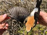 El estudio de las aves migradoras en isla grosa permitir entender mejor cmo afecta el cambio climtico a las aves