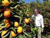 El kumquat se plantea como un cultivo innovador en la Regin frente a los ctricos tradicionales