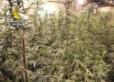 La Guardia Civil desarticula en San Javier un grupo delictivo dedicado a la produccin a gran escala de marihuana