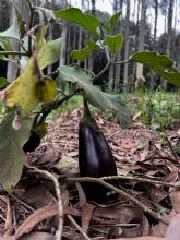 El 75% de las plantaciones intensivas de eucalipto podr�an ser recuperables para el cultivo de alimentos